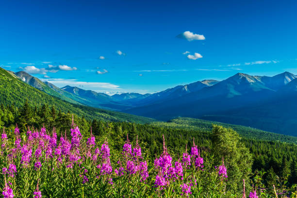 istock Fireweed and Palmer Creek Valley 1915662852