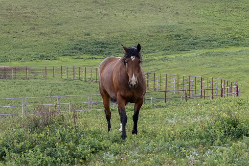 Rural scene of a bay colored horse moving towards the camera in a pasture with green grass and a metal fence.