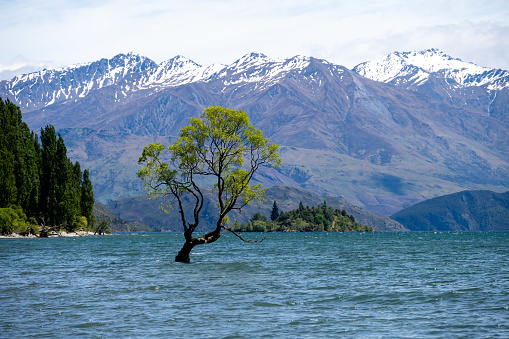 Discover the Wanaka Tree, a famous willow in New Zealand's Lake Wanaka. Its captivating beauty has led to an iconic status.