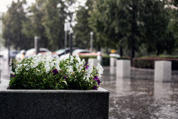 istock Flower bed on rainy street background 1915718653