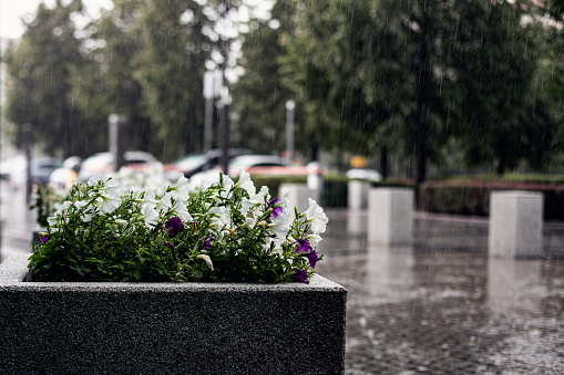 Flower bed on the street on rainy background
