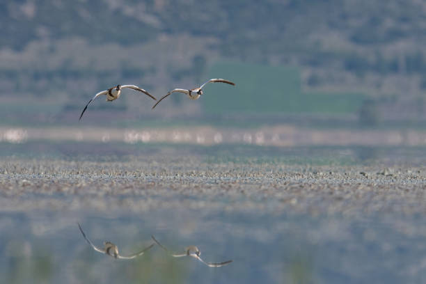 para pospolitych shelducków latających nad jeziorem yarisli w turcji. odbicie kaczki w wodzie. (tadorna tadorna) - shelduck anseriformes duck goose zdjęcia i obrazy z banku zdjęć