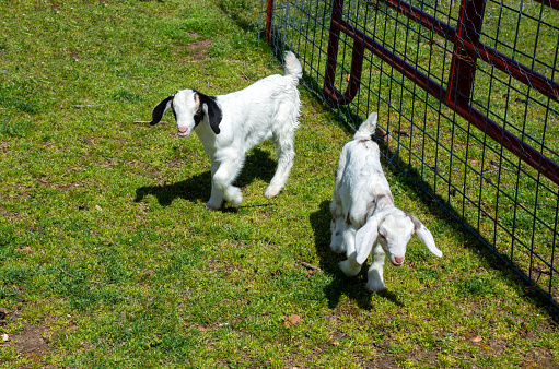 Little girl twin goats romp and play in the green pasture on a bright sunny day in Missouri. Their long ears flop with their excited movements next to a panel fence.