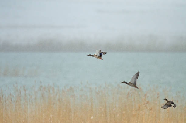 Eurasian Teal (Anas crecca) taking off from reeds on snowy ground