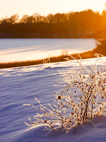 Close up of a frozen plant