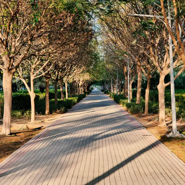 Photo of Walkway in the park with trees on the sides and sunlight.