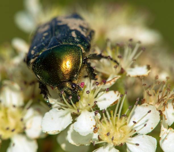 istock Green Rose Chafer, in latin Cetonia Aurata 1915770986