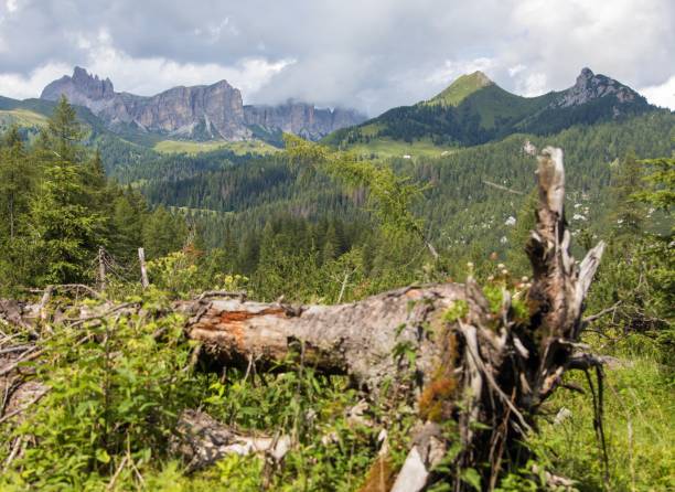 istock Dolomites mountains with uprooted tree and larch forest 1915773637