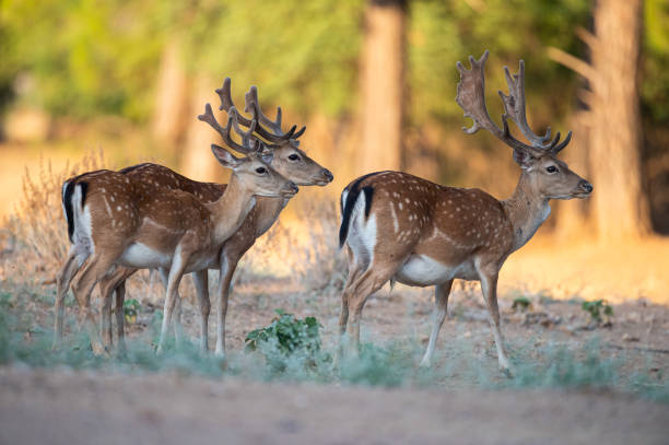 istock Male fallow deer travelling in the forest. (Fallow Deer, Dama dama) 1915779343
