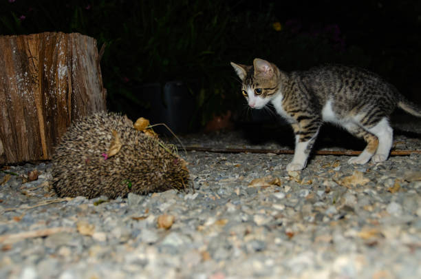 A cat encounters a hedgehog in the garden. (Southern White-breasted Hedgehog, Erinaceus concolor)