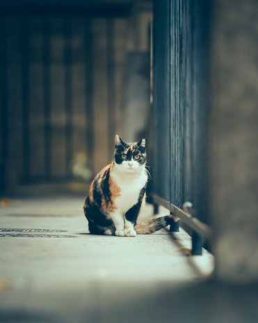 A cat sitting on the edge of a corridor railing, gazing at the camera in the dim light.