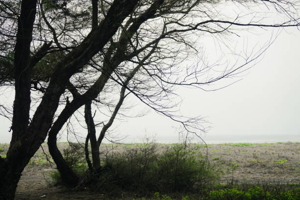 Casuarina equisetifolia tree with grass on the beach