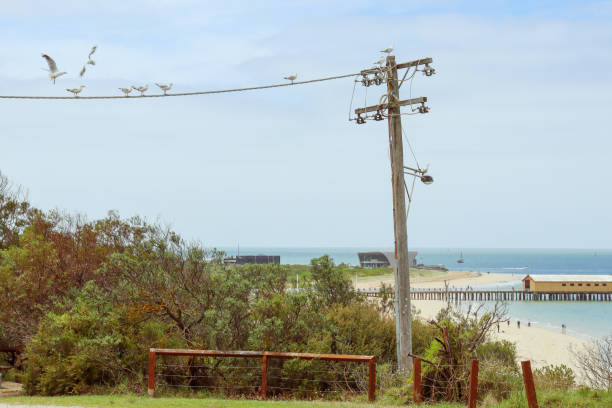 istock seagulls on electricity line on beach foreshore overlooking sea at Queenscliff 1915823469