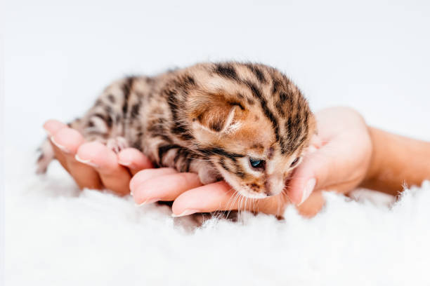 istock Two week old small newborn bengal kitten on a white background.A kitten in the hands of a girl. On the palms is a small cute kitten.Copy space.Close-up.Cute bengal. 1915835530