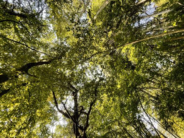 istock sun light beam in forest with leaves and trees 1915837224