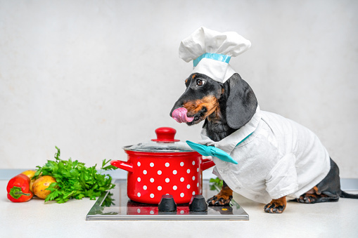 Dachshund dressed as chef sitting in pot on stove and licks his lips cheerfully. puppy dressed in chef hat sits in pot. Barking dog friend want to cook. Dog friendly restaurant