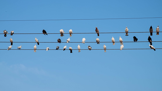 Dozens of pigeons sunbathing on power lines in the morning