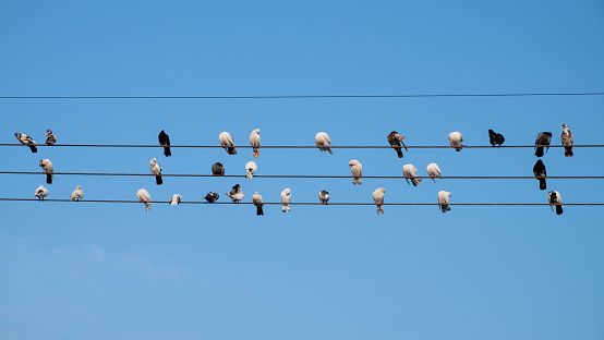 Dozens of pigeons perch to enjoy the morning sun on power lines