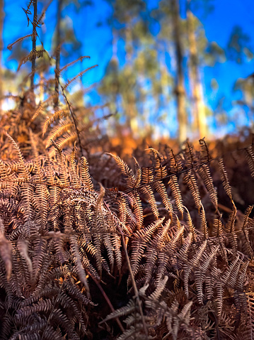 This close-up shot captures the delicate textures and rich, earthy tones of ferns transitioning into their autumn colors. The focus on the crisp, brown leaves against the blurred backdrop of a eucalyptus forest bathed in soft light, evokes a sense of depth and the serene passage of seasons. The play of light and shadow, along with the contrasting textures, creates a tranquil yet dynamic woodland scene that celebrates the natural cycle of life and decay in the forest.