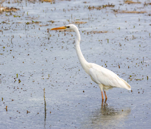 istock Great White Heron in Cayo Guillermo, Cuba 1915843446