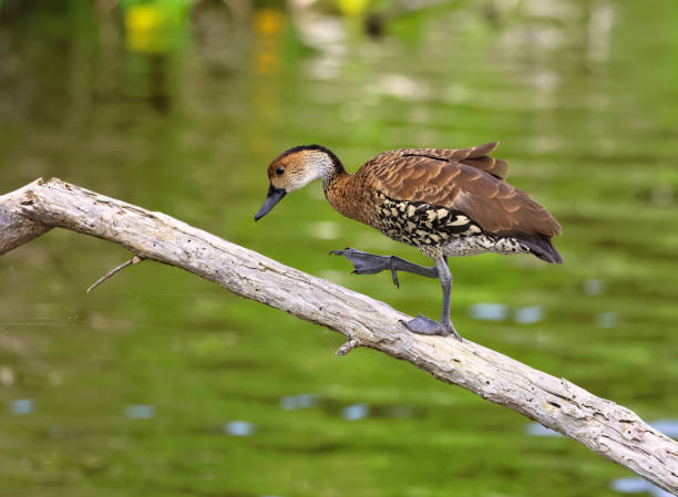 istock West Indian Whistling Duck 1915843483