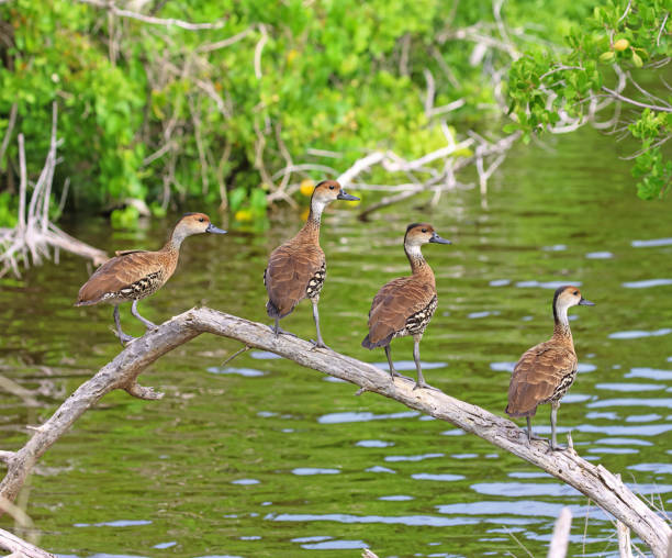 West Indian Whistling Duck