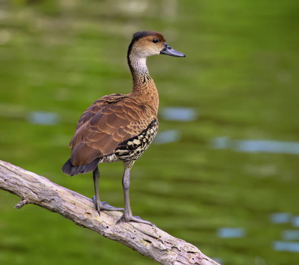 istock West Indian Whistling Duck 1915844023