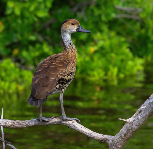 istock West Indian Whistling Duck 1915844030