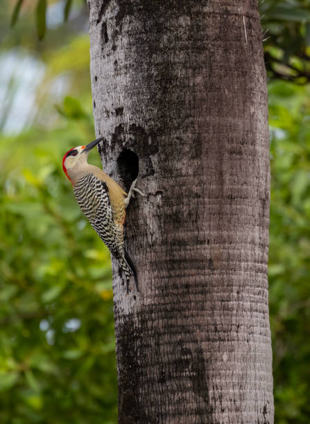 istock West Indian woodpecker 1915846585