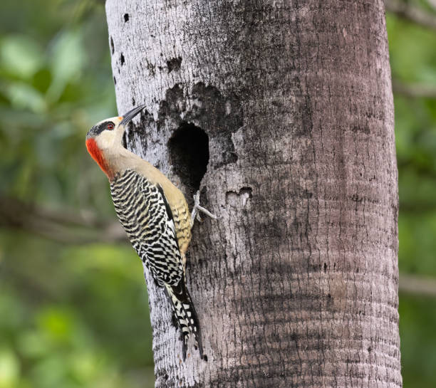 istock West Indian woodpecker 1915846671
