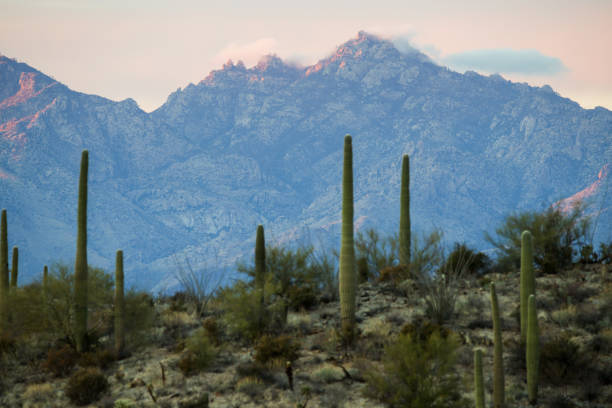 istock Sunset at Saguaro National Park 1915877029