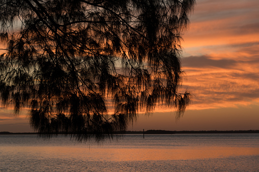 Dark silhouettes of pine branches with long needles with glowing sunset skies colors in the background, Sunshine Skyway Fishing Pier, Tampa, Florida