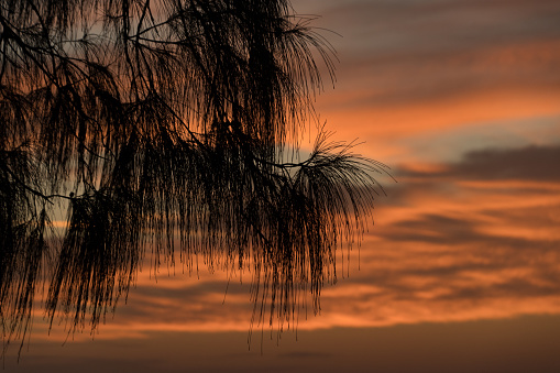 Dark silhouettes of pine branches with long needles with glowing sunset skies colors in the background, Sunshine Skyway Fishing Pier, Tampa, Florida