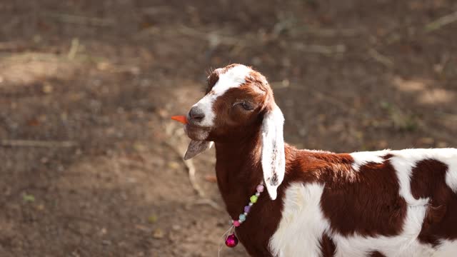 Goat Chewing in Sunlit Pasture