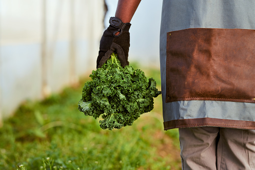 Cropped close-up image of farmer holding green vegetables, wearing. High quality photo