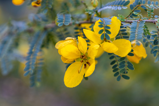 Yellow senna flowers on a branch.