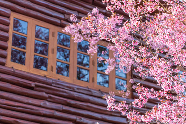 istock Blooming peach cherry flowers by the windows. 1915998187
