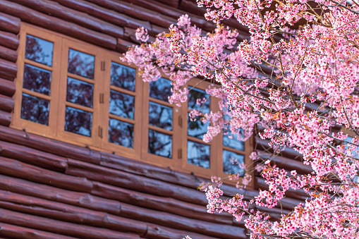 Blooming peach cherry flowers by the wooden windows, wooden log wall blurred in the background. Focus on flowers.