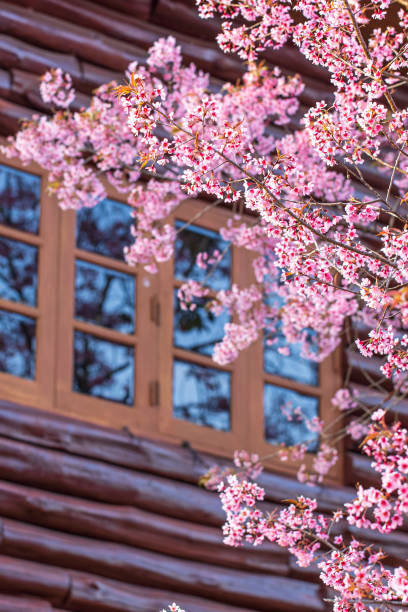 istock Blooming peach cherry flowers by the windows. 1915998188