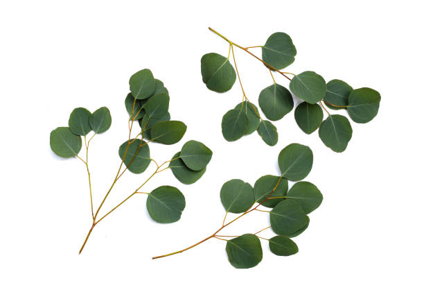 istock Green leaves of eucalyptus on white 1916011713