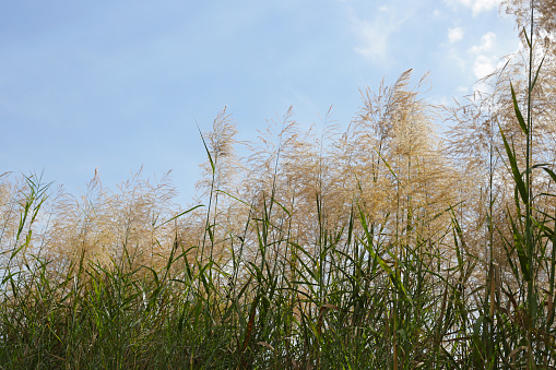 Ornamental grasses Utah State Capitol Salt Lake City, Utah, USA,Nikon D3x