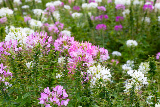 istock Cleome spinosa flower in the park 1916025457
