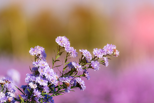 Purple Pastel margaret flower floral soft nature blossom blurred background. Pastel violet romance bloom spring season. Magenta petals blossom in beautiful garden. Close-up violet floral wildflower