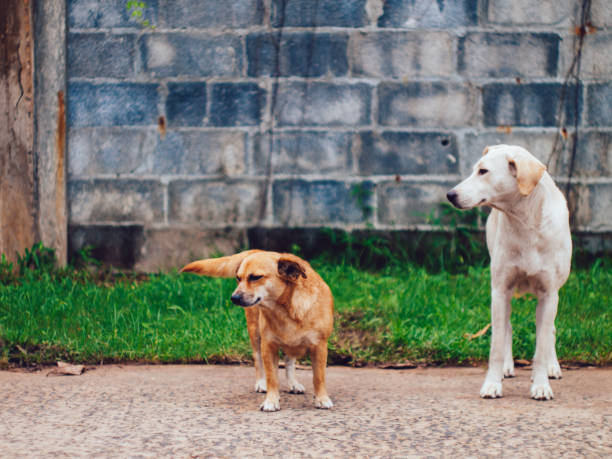 istock homeless dog in asia 1916077461