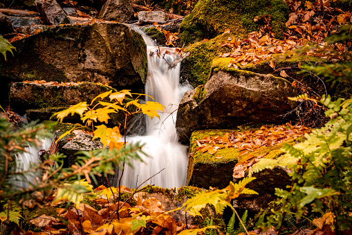 Forest river