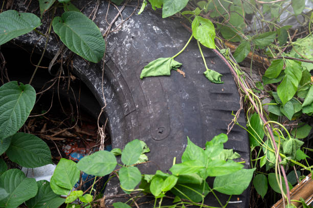 istock Abandoned car wheel tire 1916114473