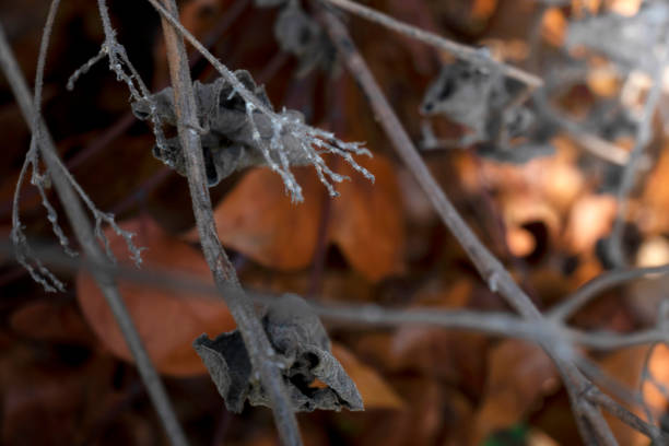 Sluggish dry cucumbers hang on dry branches of Cucumis sativus plant in the garden of rural yard. Dry leaves and stalks of cucumbers
