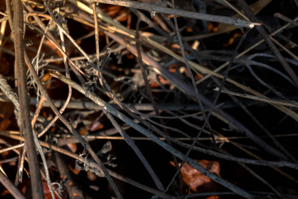 Closeup view of dried twigs on the ground