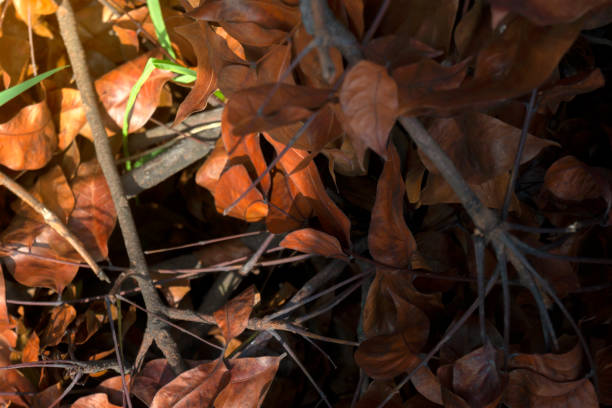 Closeup view of dry leaves on the ground