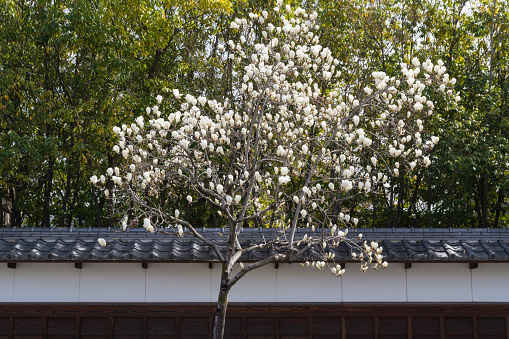 White magnolia and tiled roof fence.(Nagoya City Aichi Prefecture)